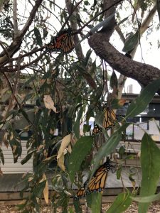 Release of Butterflies